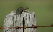 Green Lizard. Palo Verde. Costa Rica.