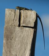 Green Lizard. Palo Verde. Costa Rica.