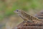 Brown Anole. Florida. USA.