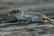 Brown Anole shedding skin. John Pennekamp State Park. Key Largo. Florida.