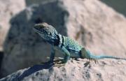 Collared Lizard. Meteor crater. Arizona. USA.