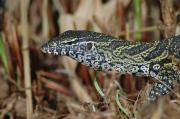 Monitor Lizard. The Gambia. West Africa.