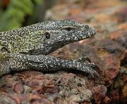 Monitor Lizard. The Gambia. West Africa.