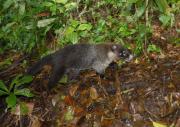 Coati. Monteverde Cloud forest. Costa Rica.