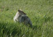 Coyote. Glacier National Park. Montana. USA.