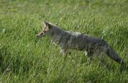 Coyote. Glacier National Park. Montana. USA.