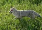 Coyote. Glacier National Park. Montana. USA.