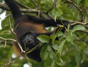 Howler Monkey. Costa Rica