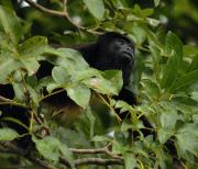 Howler Monkey. Costa Rica