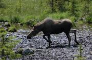 Moose. Kananaskis County. Alberta Canada.