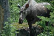 Moose. Kananaskis County. Alberta Canada.