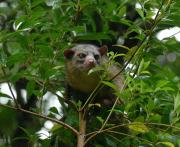 Olingo. Monteverde Cloud forest. Costa Rica.