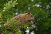 Olingo. Monteverde Cloud forest. Costa Rica.