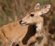 Spotted Deer fawn. Keoladeo NP. Bharatpur. India.