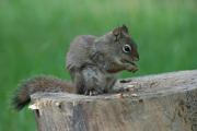 Squirrel. Jasper NP. Alberta Canada.