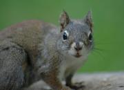 Squirrel. Jasper NP. Alberta Canada.