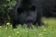 Black bear. Canadian Rockies, Alberta.