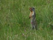 Ground squirrel. Banff NP. Alberta Canada.