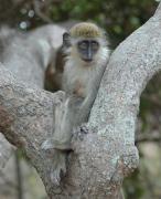 Green vervet monkey. Bijilo NP. The Gambia.