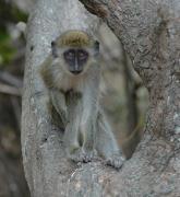 Green vervet monkey. Bijilo NP. The Gambia.