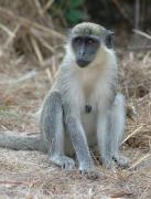 Green vervet monkey. Bijilo NP. The Gambia.