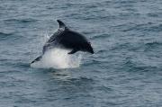 Bottlenosed Dolphin at Trevose Head. Cornwall