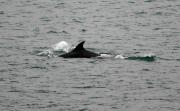 Bottlenosed Dolphin at Trevose Head. Cornwall