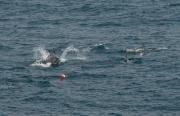 Bottlenosed Dolphins at Trevose Head Cornwall