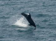 Bottlenosed Dolphin at Trevose Head. Cornwall