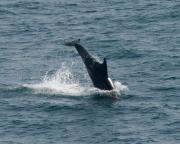 Bottlenosed Dolphin at Trevose Head. Cornwall