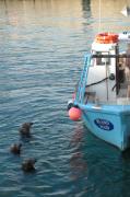 Grey Seals. Cornwall UK.