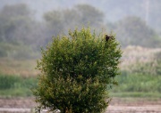 Marsh Harrier ANL 5226