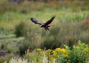 Marsh Harrier ANL 5575