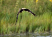 Marsh Harrier ANL 5594