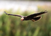 Marsh Harrier ANL 5607