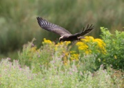 Marsh Harrier ANL 5756