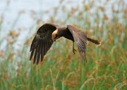 Marsh Harrier ANL 5782