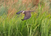 Marsh Harrier ANL 5810