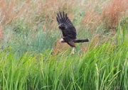 Marsh Harrier ANL 5812