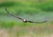 Marsh Harrier ANL 5831