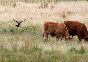 Marsh Harrier ANL 5872