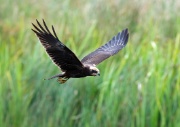 Marsh Harrier ANL 5949