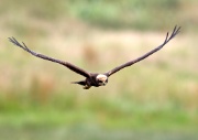 Marsh Harrier ANL 5953