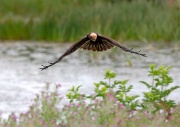 Marsh Harrier ANL 5958