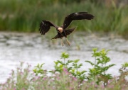 Marsh Harrier ANL 5959