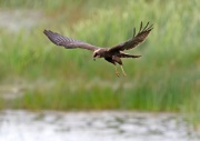 Marsh Harrier ANL 5960