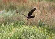 Marsh Harrier ANL 6683