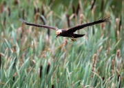 Marsh Harrier ANL 6718