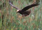 Marsh Harrier ANL 6720