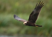 Marsh Harrier ANL 6797